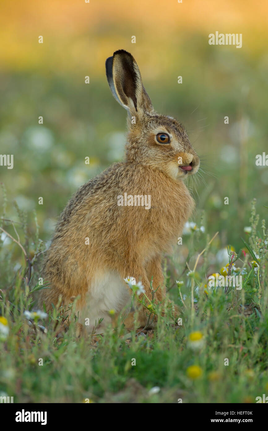 Animak kingdom hires stock photography and images Alamy