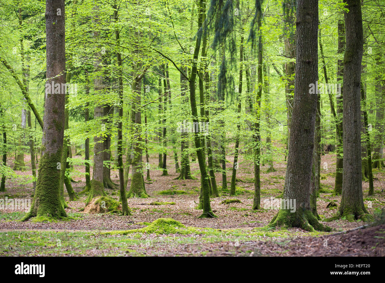 Beech Trees; Rhinefield; New Forest; UK Stock Photo