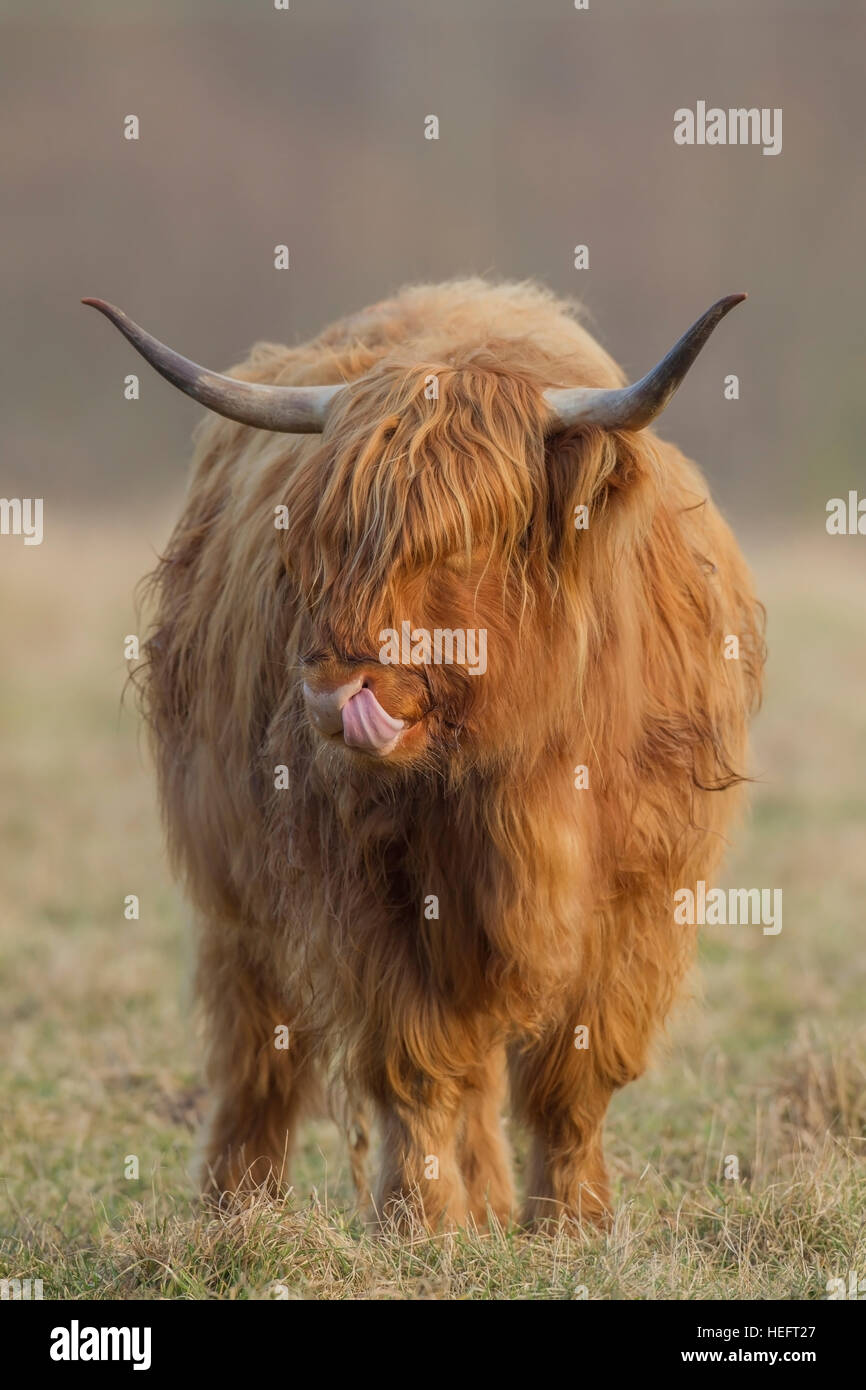 highland-cow-sticking-its-tongue-out-stock-photo-alamy