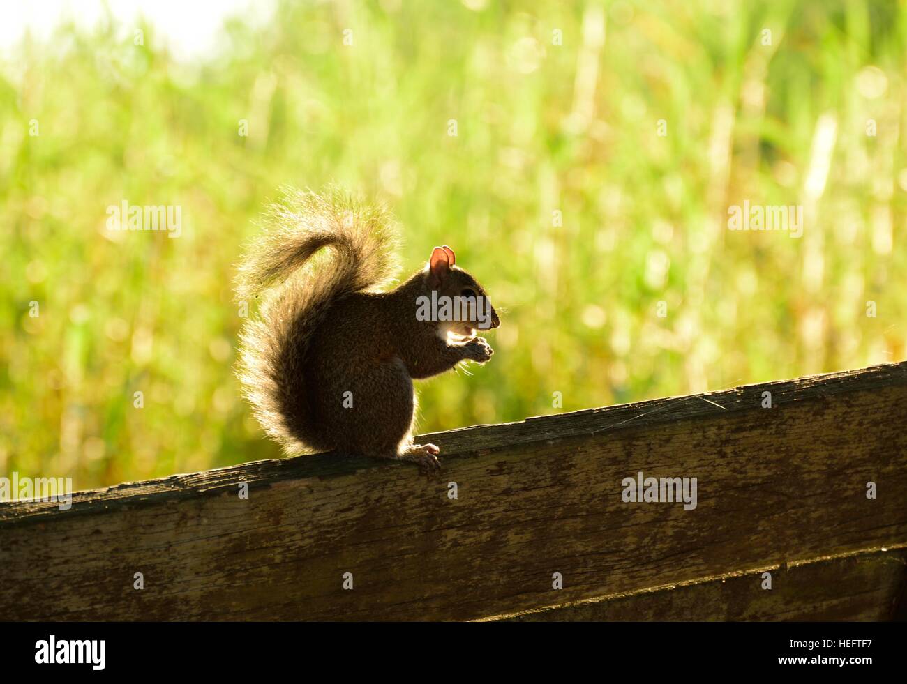 Eastern Gray Squirrel  other wise known as Sciurus carolinensis  resting on a park bench in the Florida sunshine. Stock Photo