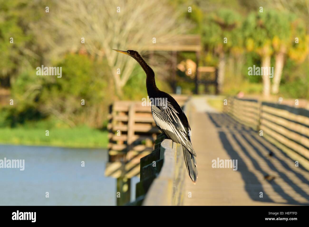Anhinga bird also known as a water turkey, snake bird and devil bird on a boardwalk at a State
