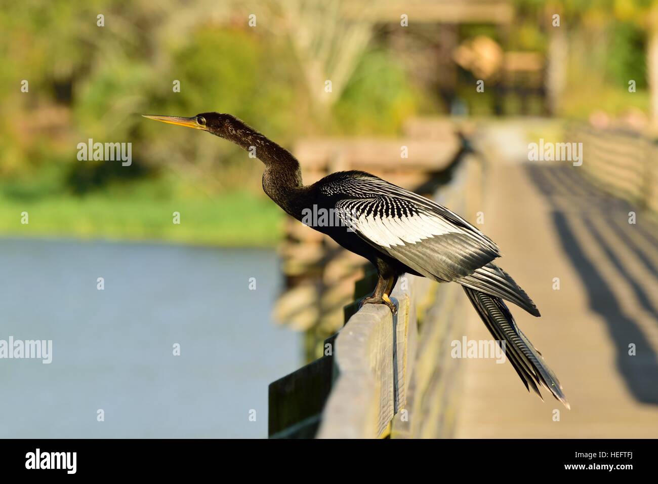 Devil Bird High Resolution Stock Photography And Images Alamy https www alamy com stock photo anhinga bird also known as a water turkey snake bird and devil bird 129426294 html