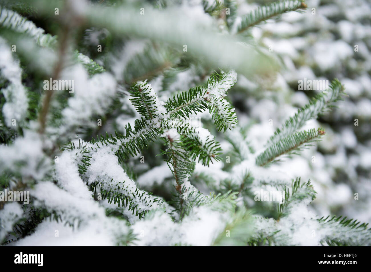 Branches of fir trees hi-res stock photography and images - Alamy