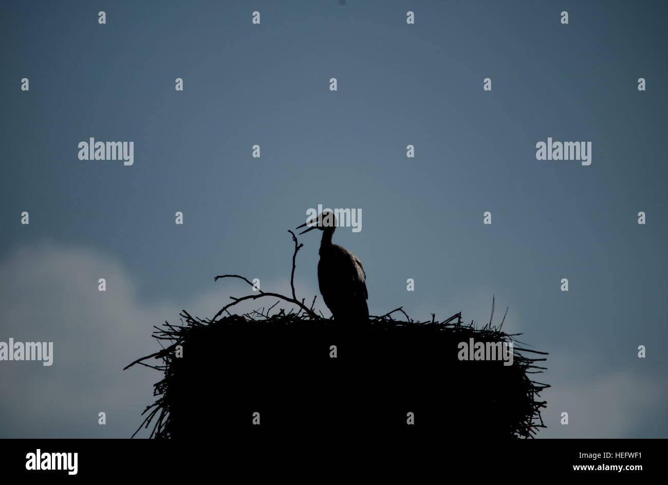 Parrent Stork in the nest, in the mid day sun, in Alsace, France Stock Photo