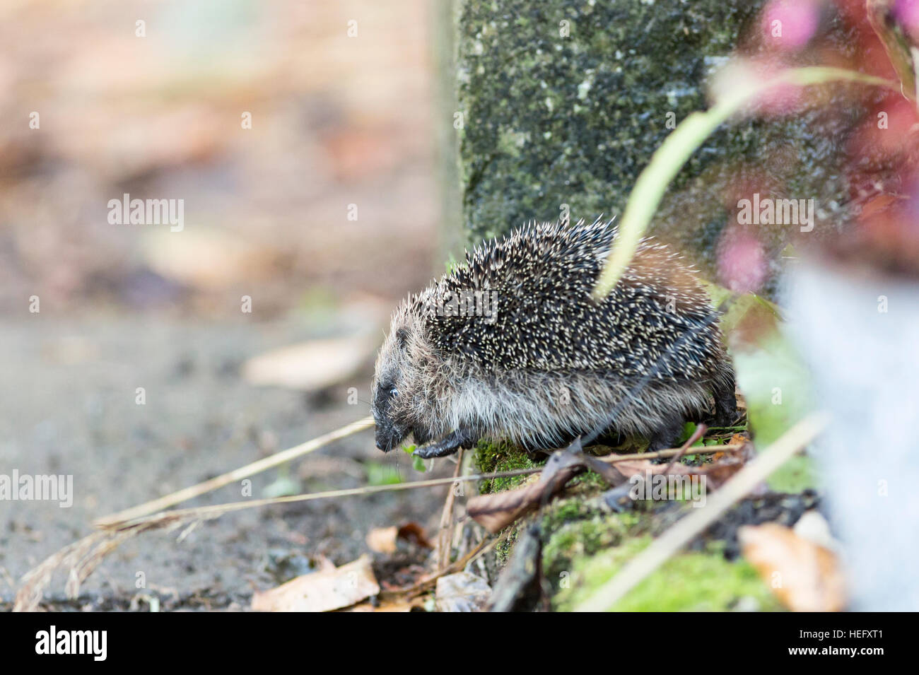 juvenile hedgehog climbing down wall Stock Photo