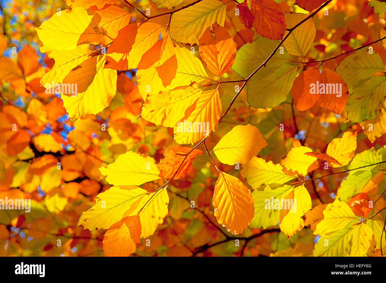 Beech tree orange leaves hi-res stock photography and images - Alamy