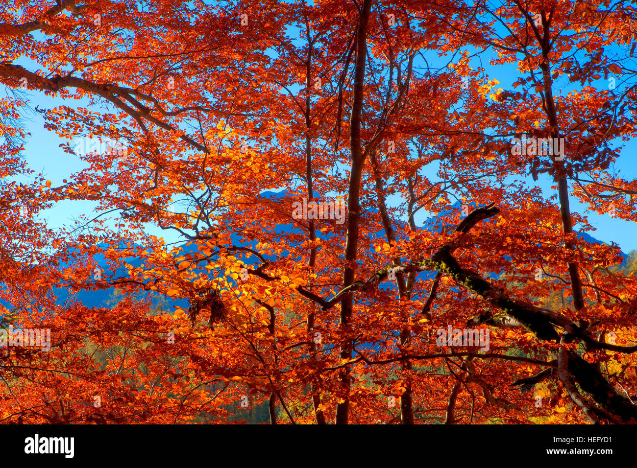 Indian beech tree hi-res stock photography and images - Alamy