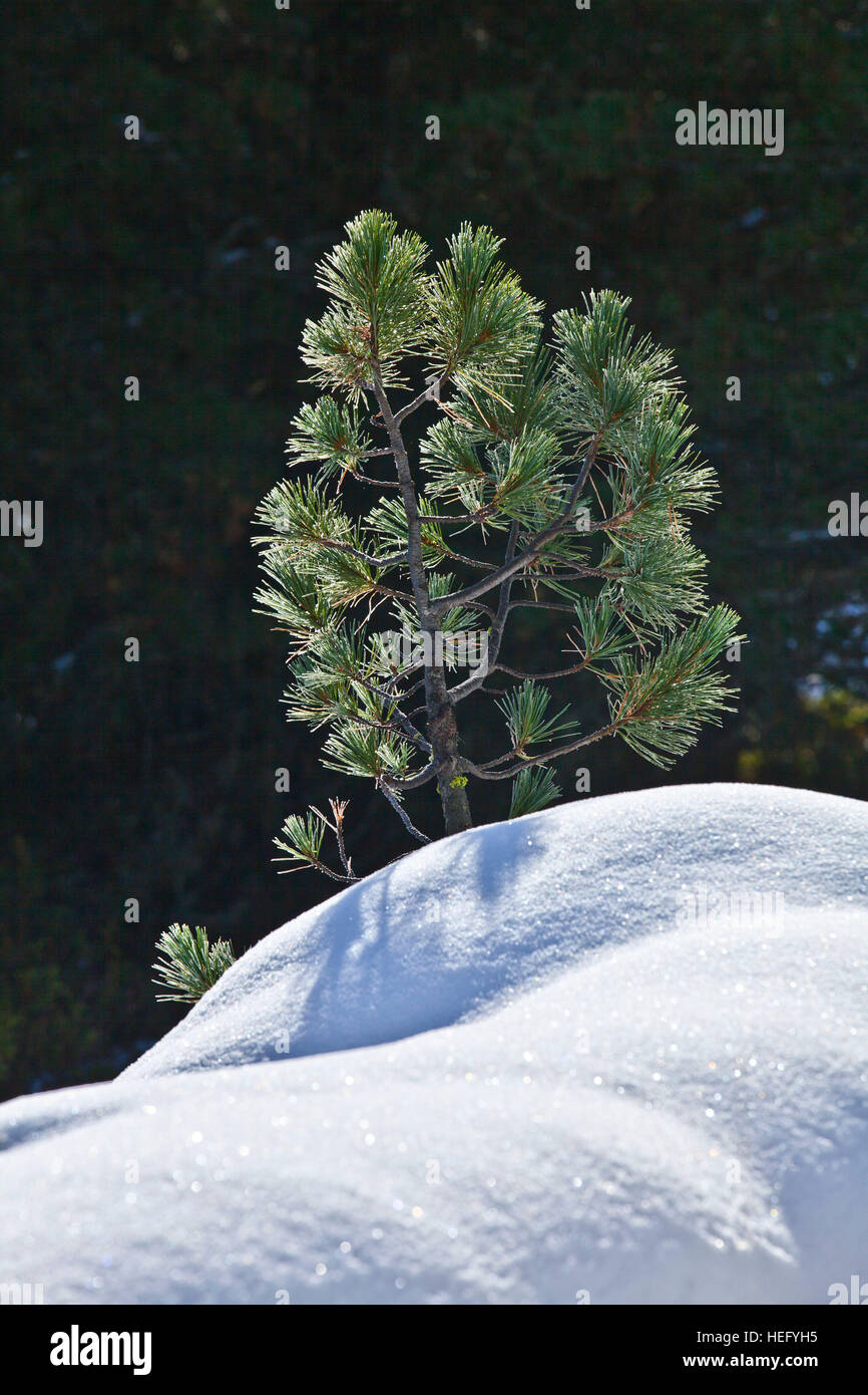 Young arolla pine in the snow Stock Photo
