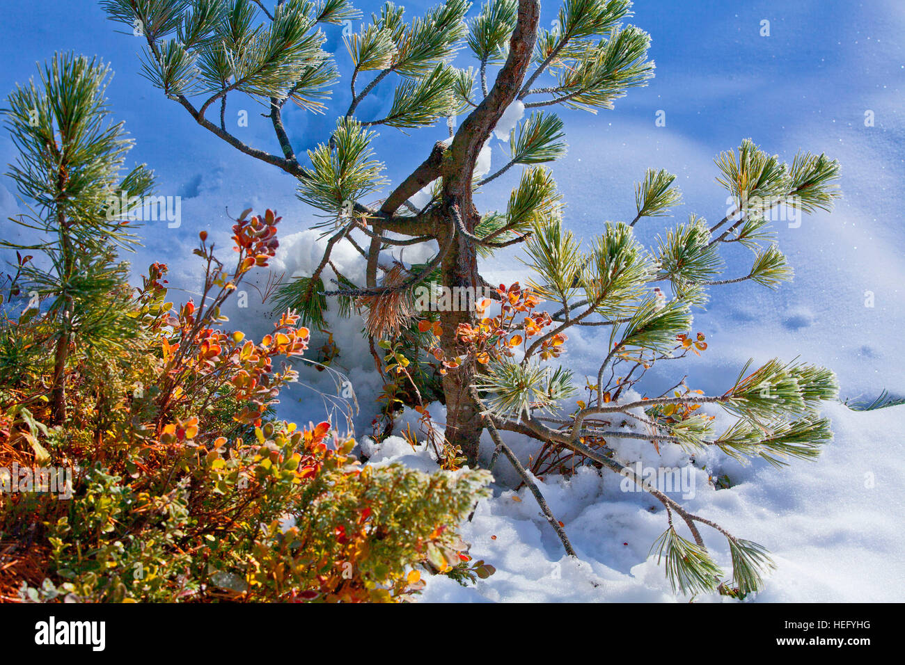 Young pine with blueberry shrub, onset of winter Stock Photo