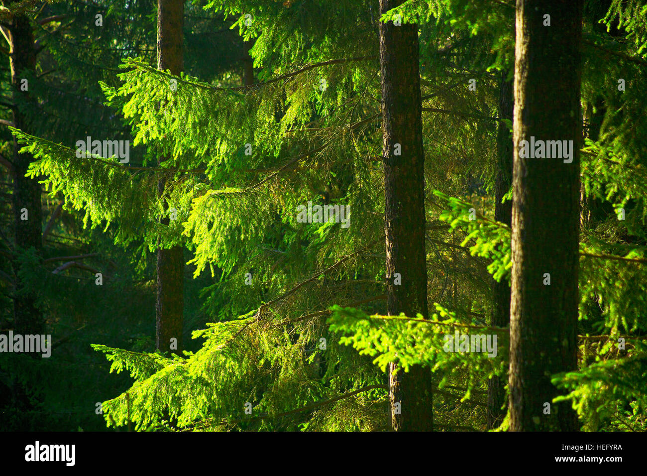 Wood, spruce branches Stock Photo