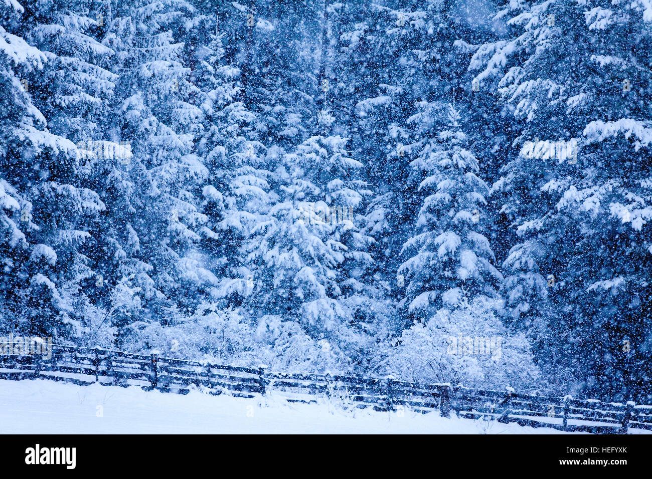 Winter wood and fence with snowfall Stock Photo - Alamy