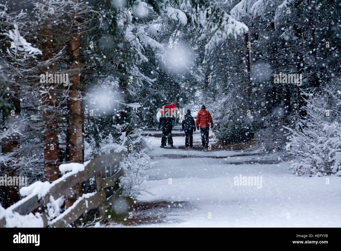 Winterwanderung im Wald bei Schneefall Stock Photo