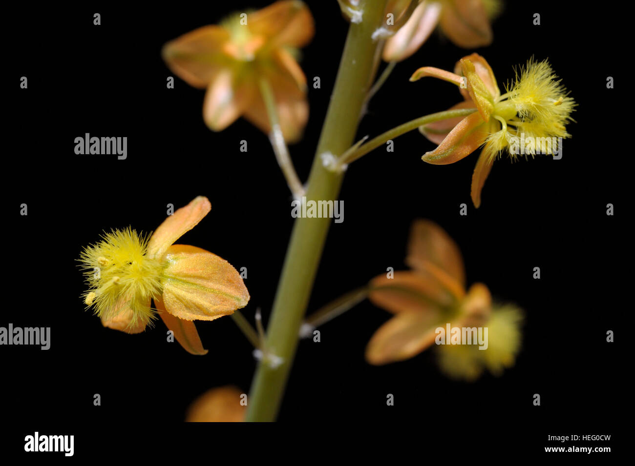 Bulbine frutescens inflorescence Stock Photo