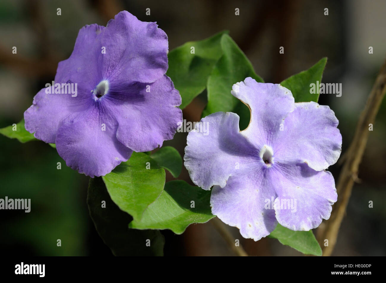 Brunfelsia calycina flowers Stock Photo