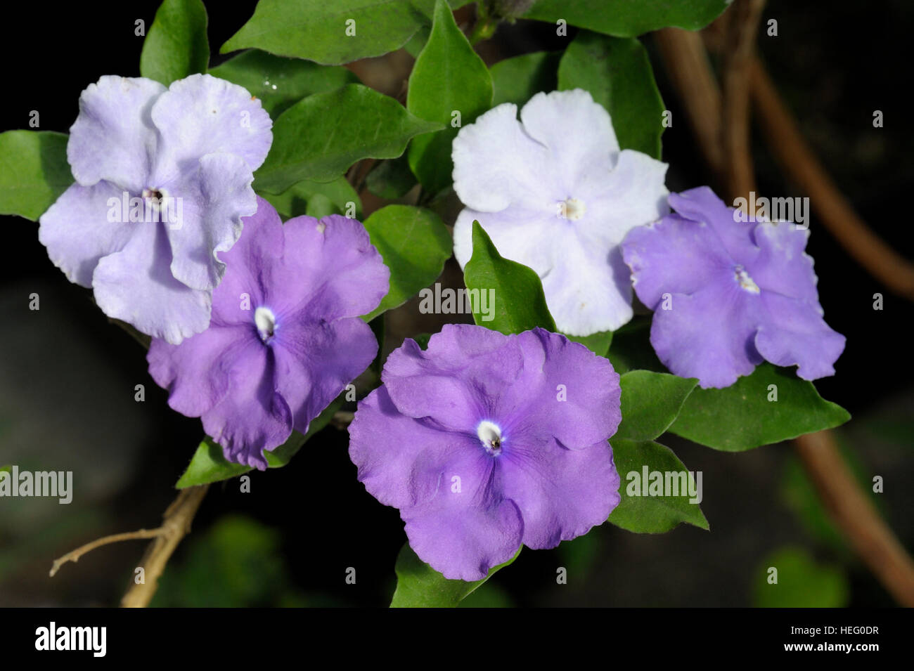 Brunfelsia calycina flowers Stock Photo