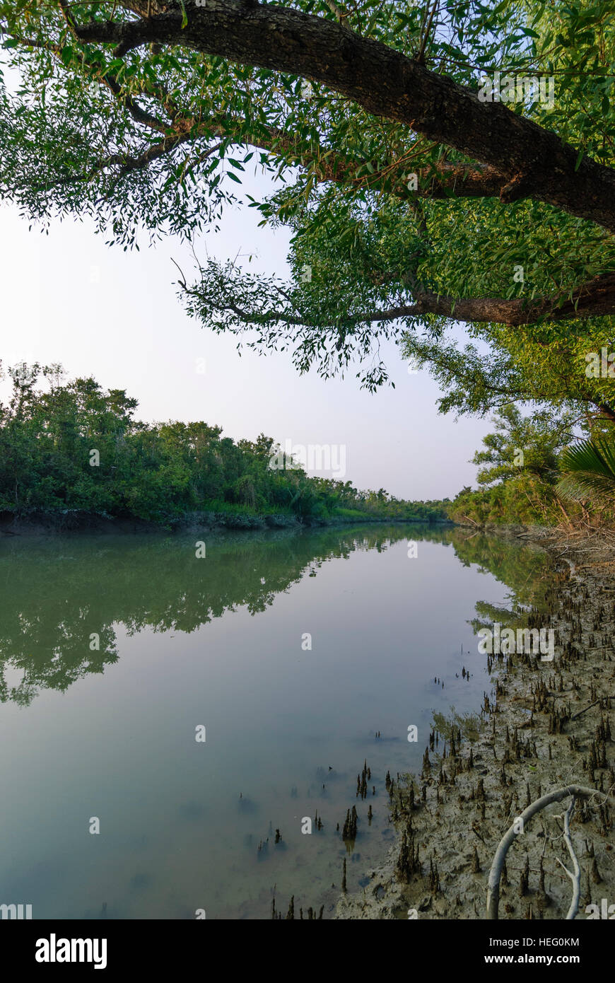 Sundarbans National Park: Mangrove forest, Khulna Division, Bangladesh Stock Photo