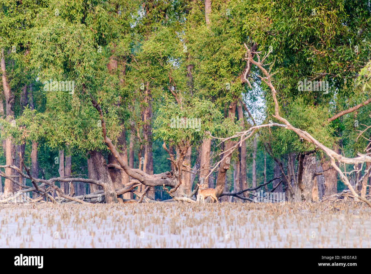 Sundarbans National Park: Axis deer (Axis axis) among Sundari trees, Khulna Division, Bangladesh Stock Photo