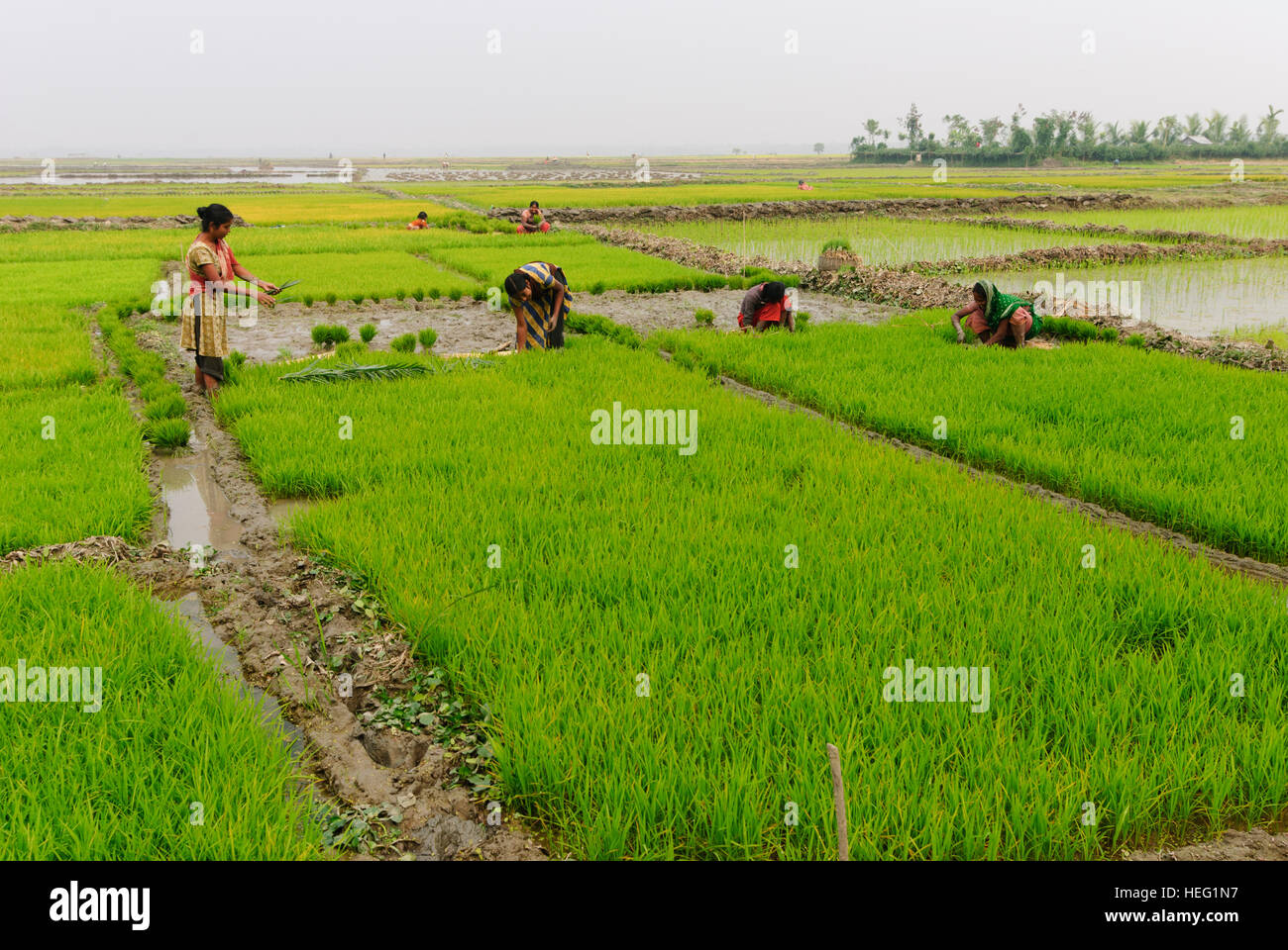 Hariargup: Rice fields, women plant rice, Khulna Division, Bangladesh Stock Photo