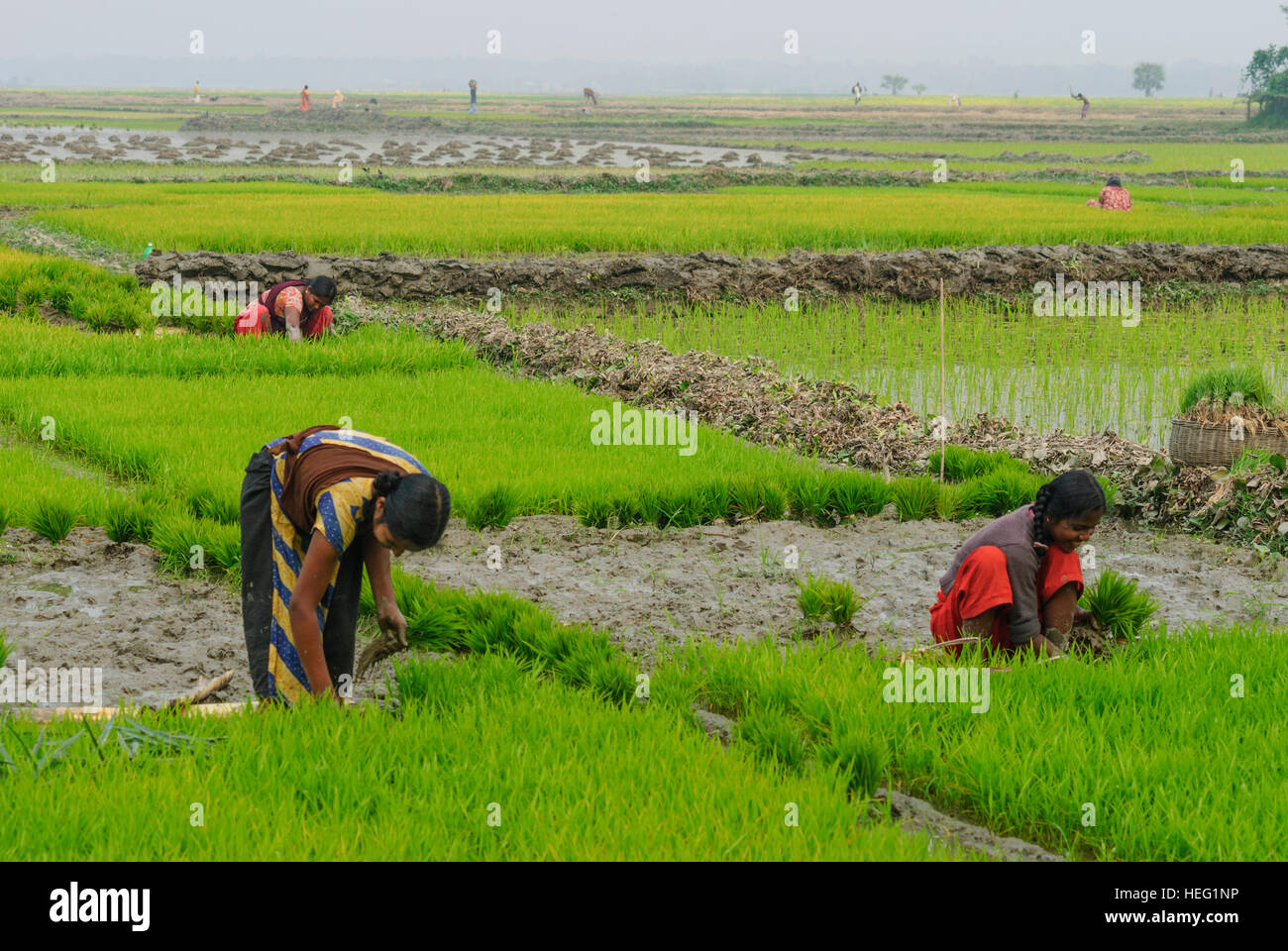 Hariargup: Rice fields, women plant rice, Khulna Division, Bangladesh Stock Photo