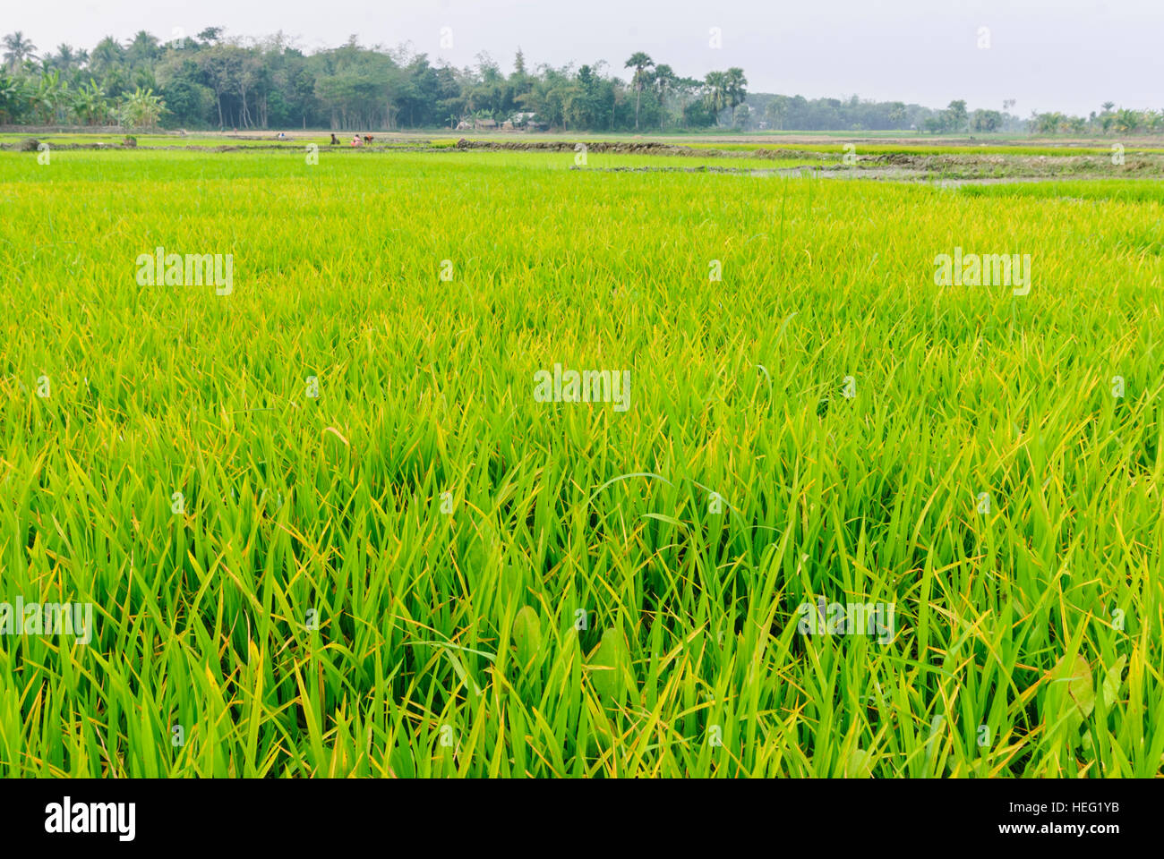 Hariargup: Rice fields field, Khulna Division, Bangladesh Stock Photo