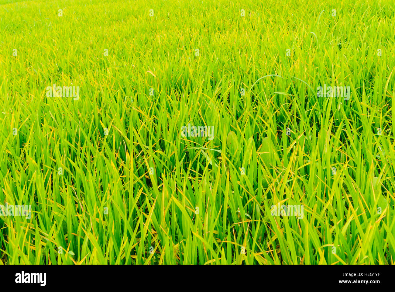 Hariargup: Rice field, Khulna Division, Bangladesh Stock Photo