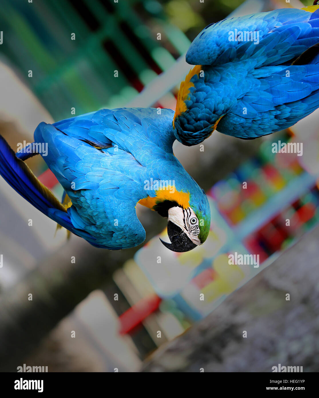 Fun photo with big beautiful macaw parrots Stock Photo