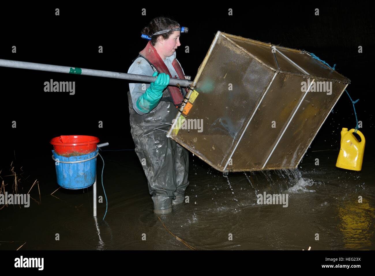 Anna Carey checking her catch of young European eel (Anguilla anguilla