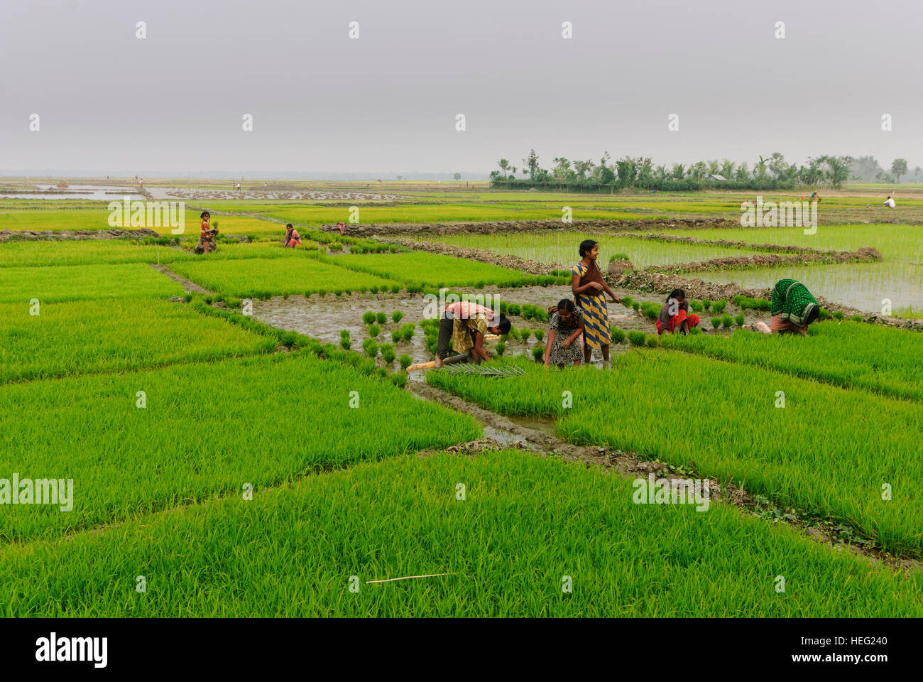 Bangladesh rice field hi-res stock photography and images - Alamy