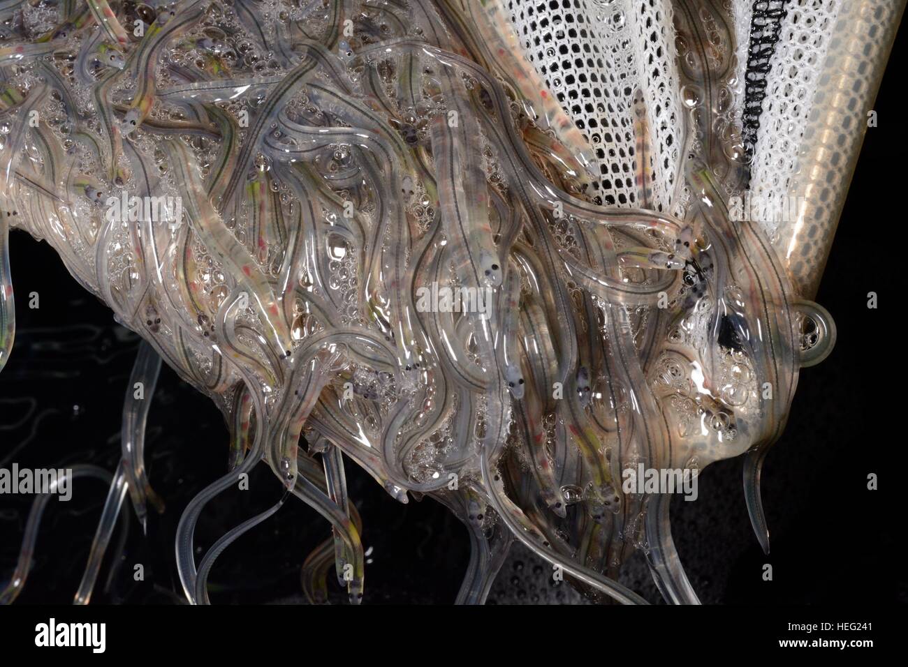 Young European eel (Anguilla anguilla) elvers, or glass eels, caught