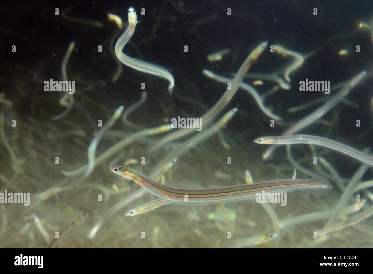 Young European eel (Anguilla anguilla) elvers, or glass eels for
