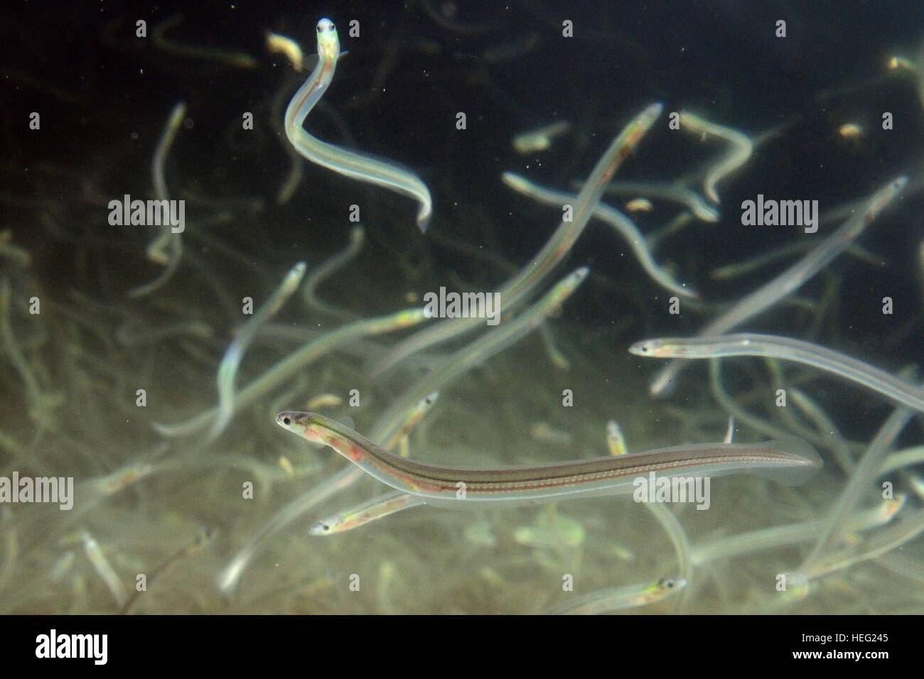 Young European eel (Anguilla anguilla) elvers, or glass eels for reintroductions swimming in a large holding tank, Gloucester UK Stock Photo