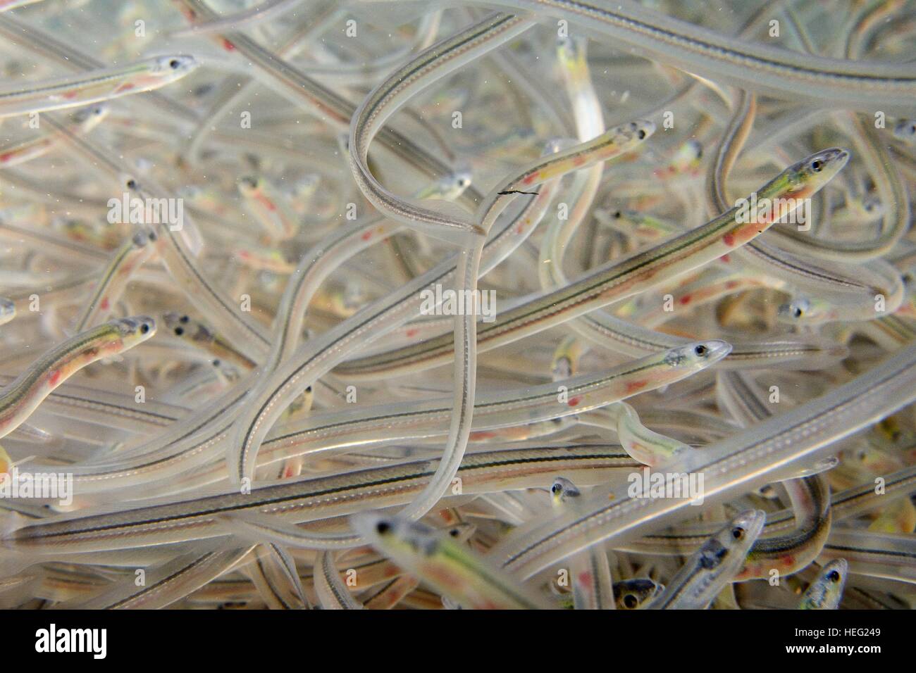 Young European eel (Anguilla anguilla) elvers, or glass eels for reintroductions swimming in a large holding tank, Gloucester UK Stock Photo