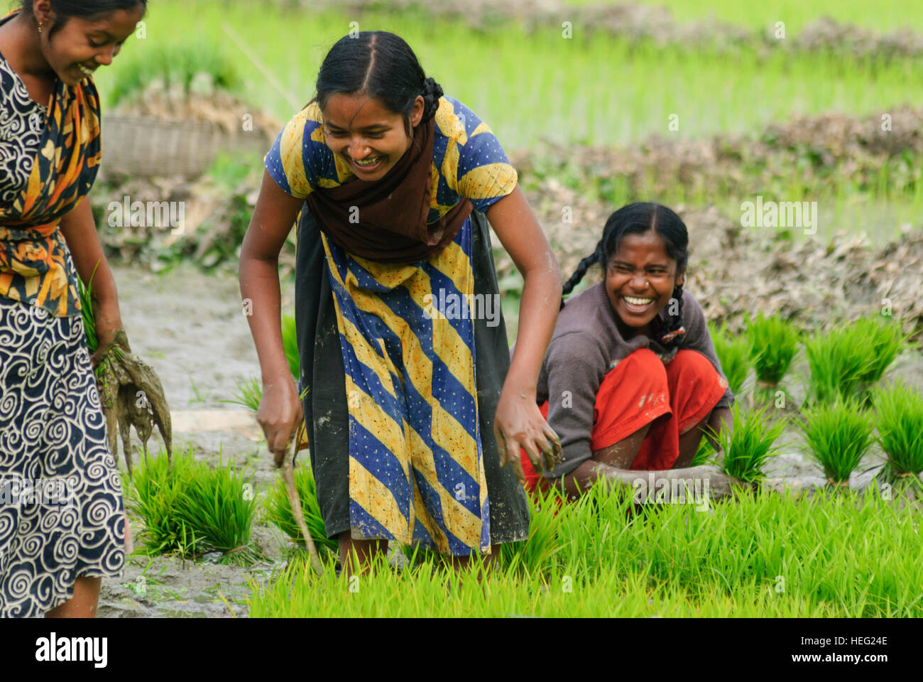 Bangladesh rice field hi-res stock photography and images - Alamy