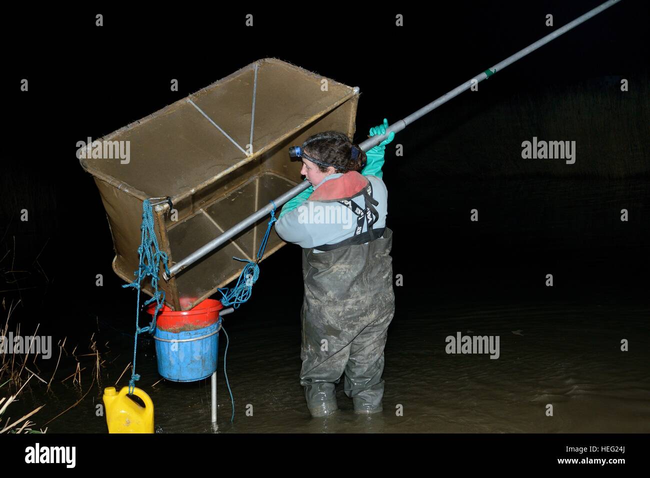Anna Carey pouring her catch of young European eel (Anguilla anguilla