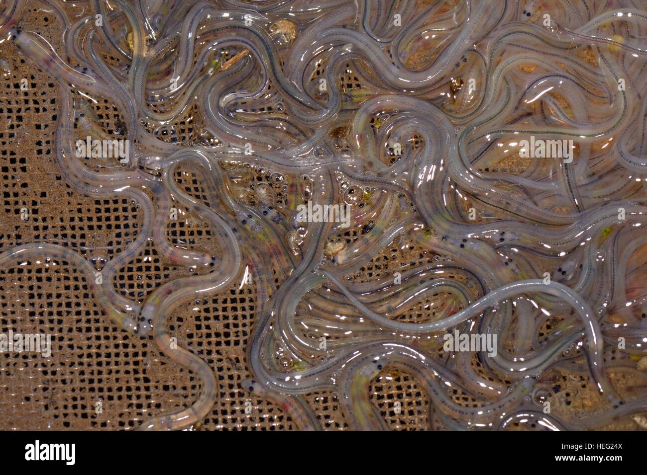 Young European eel (Anguilla anguilla) elvers, or glass eels caught