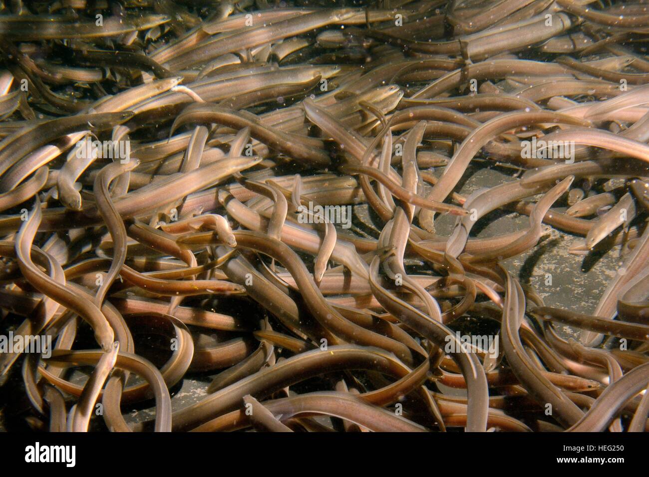 European eel (Anguilla anguilla) elvers for a reintroduction swimming in a large holding tank at UK Glass Eels, Gloucester, UK. Stock Photo