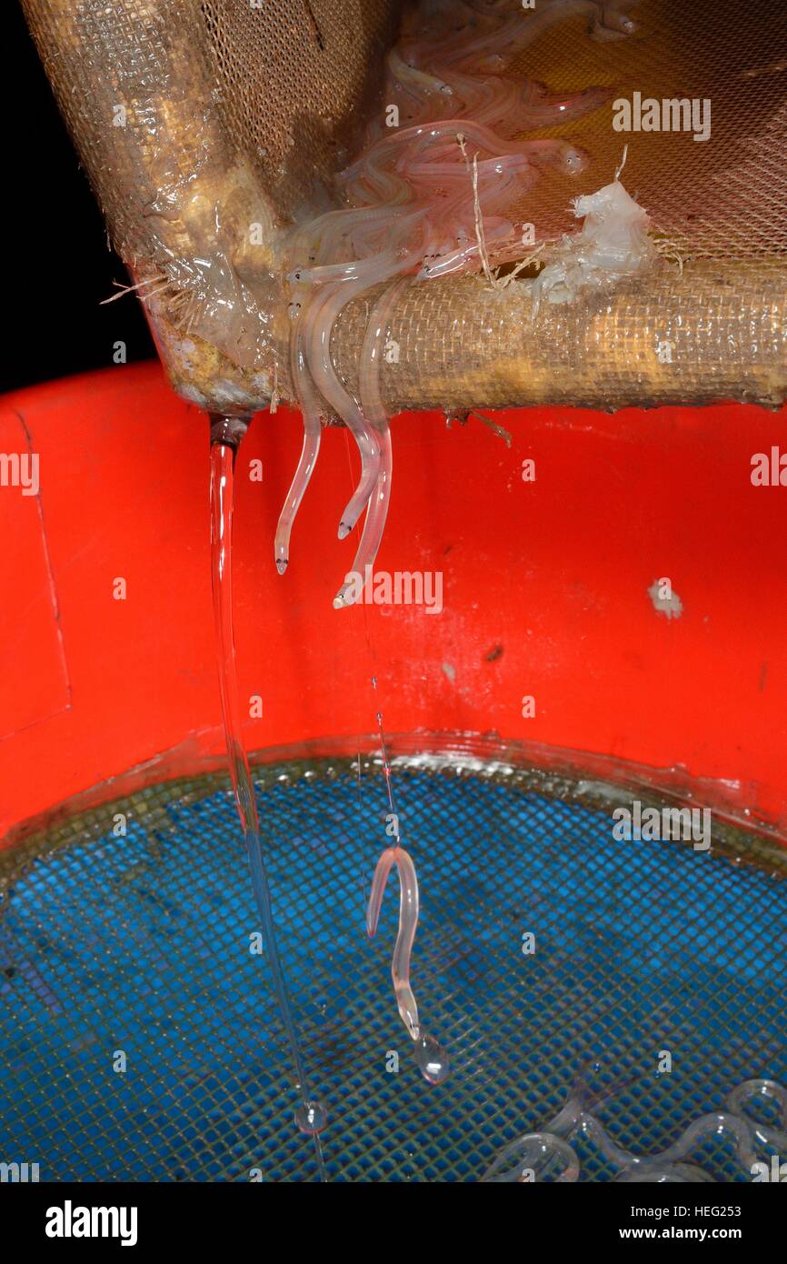 Young European eel (Anguilla anguilla) elvers, or glass eels, being