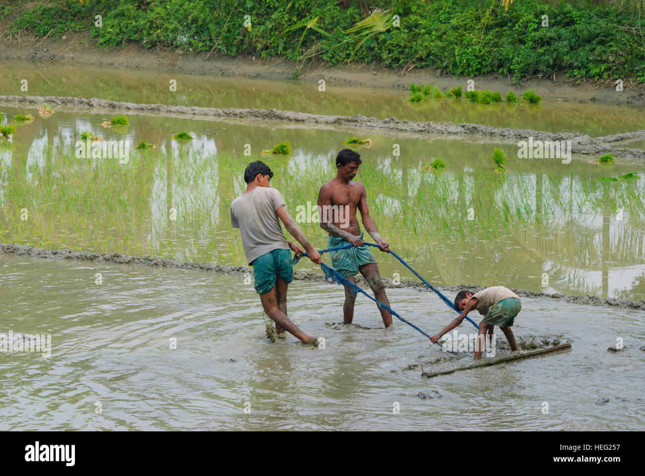 Hariargup: Plowing a rice field, Khulna Division, Bangladesh Stock Photo