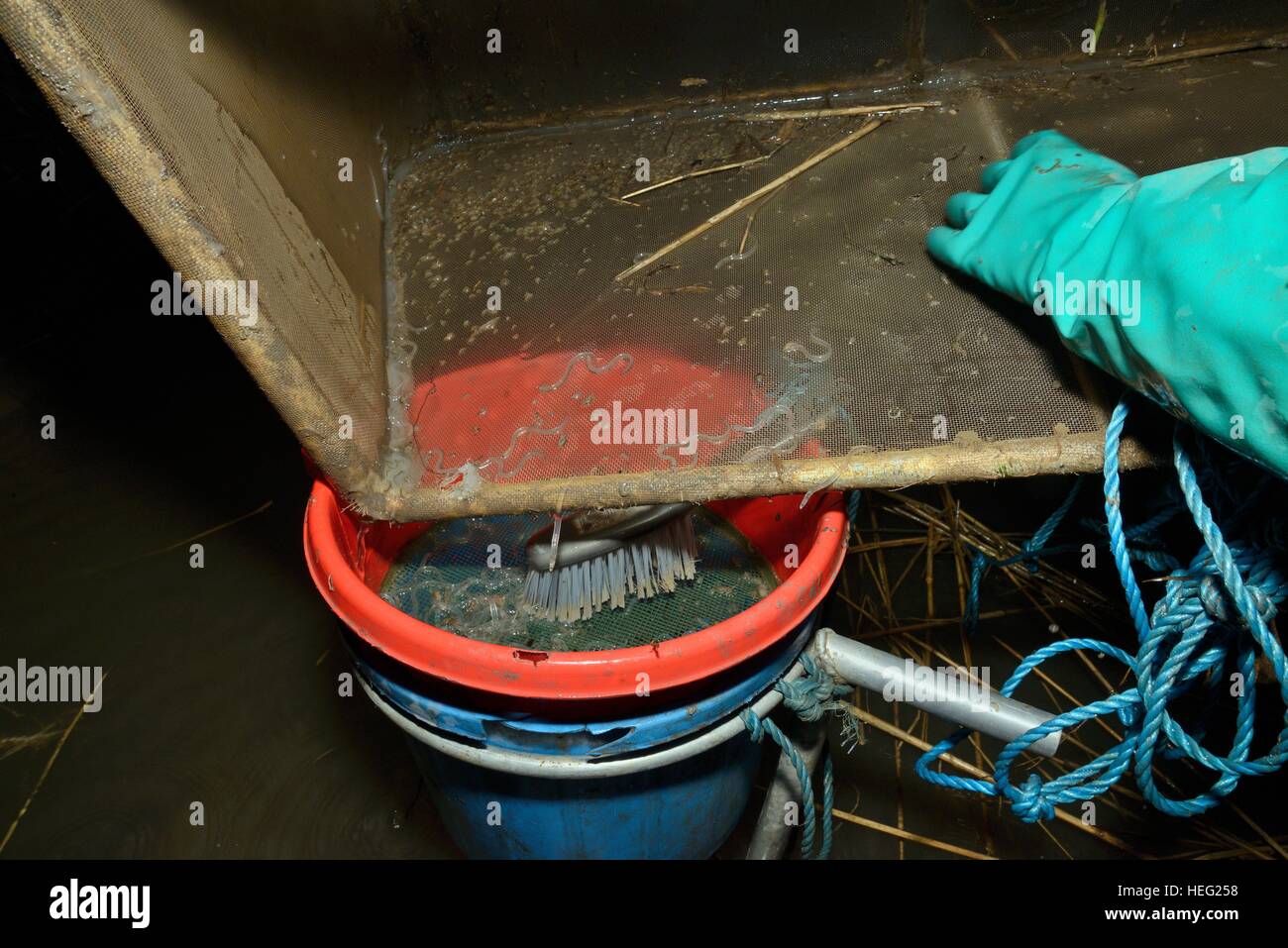 Young European eel (Anguilla anguilla) elvers, or glass eels, being