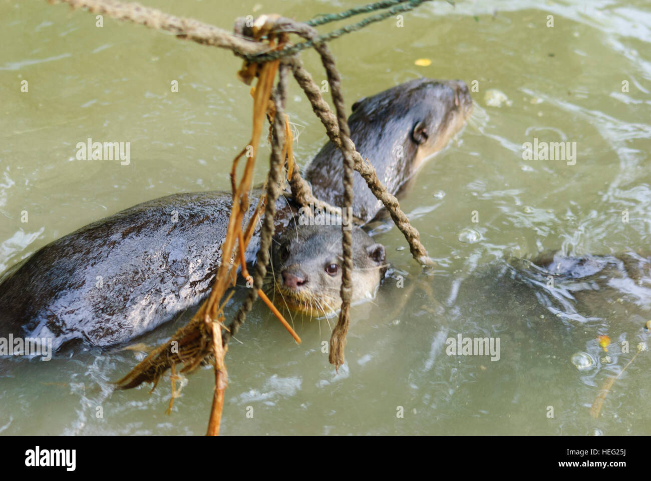 Hariargup: 2 rope-bound Indian otters or soft-fured otters (Lutrogale perspicillata), which are used by the villagers to drive fish into lowering nets Stock Photo