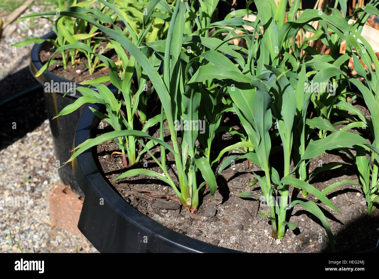 Germination corn pot hires stock photography and images Alamy