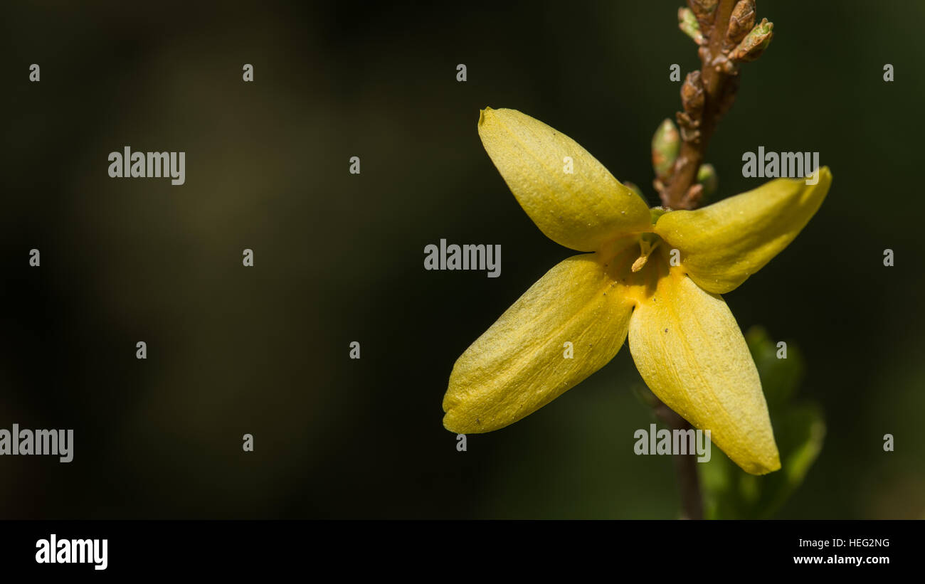 Forsythia, a singel bright yellow flower on a shrub with a nice green bokeh Stock Photo