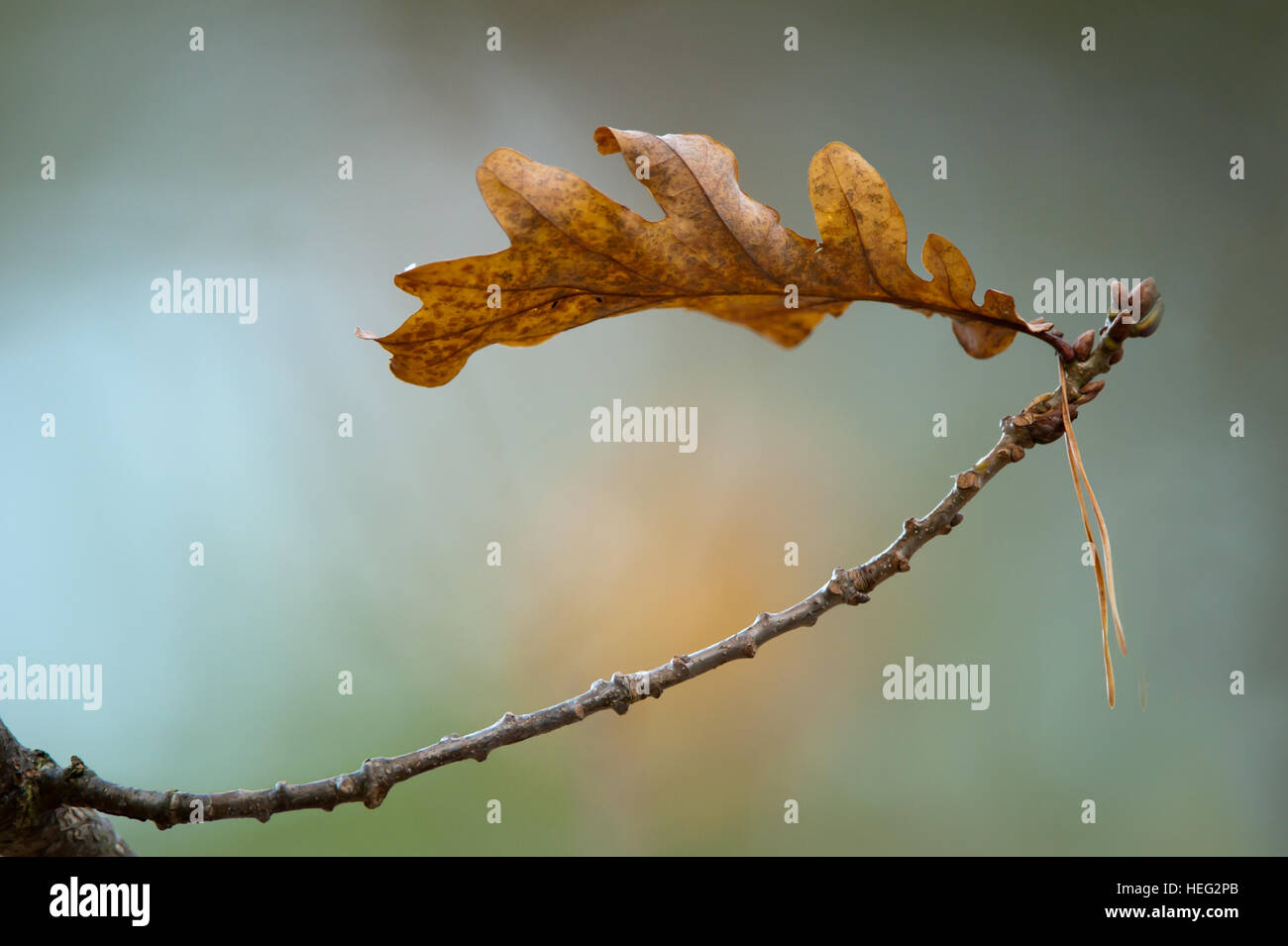 The autumn oak leaf and a needle from the pine together with the new oak buds with a nice bokeh Stock Photo