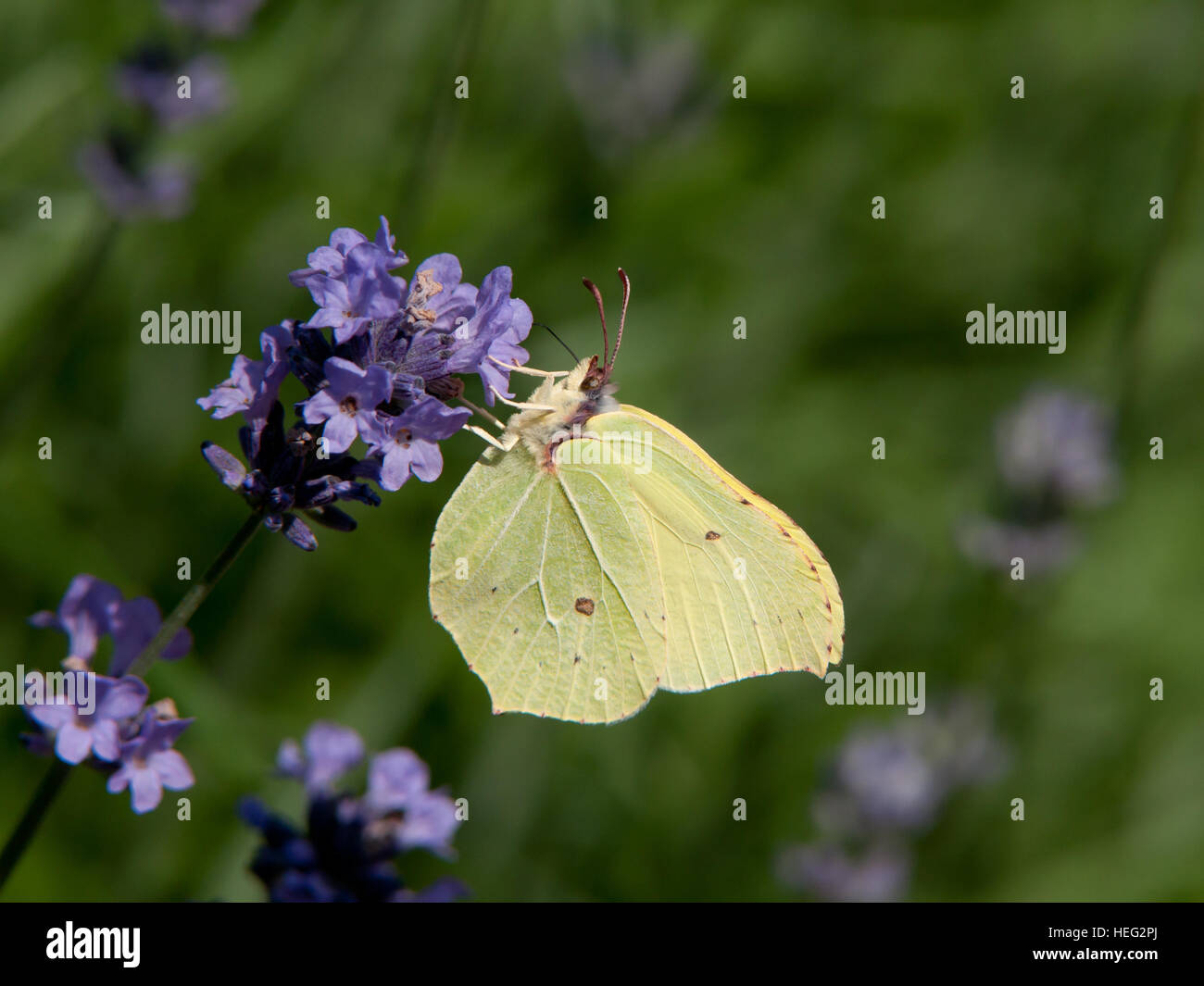 The brimstone likes the nectar from the Lavender (Lavandula angustifolia) with   green defocused background Stock Photo