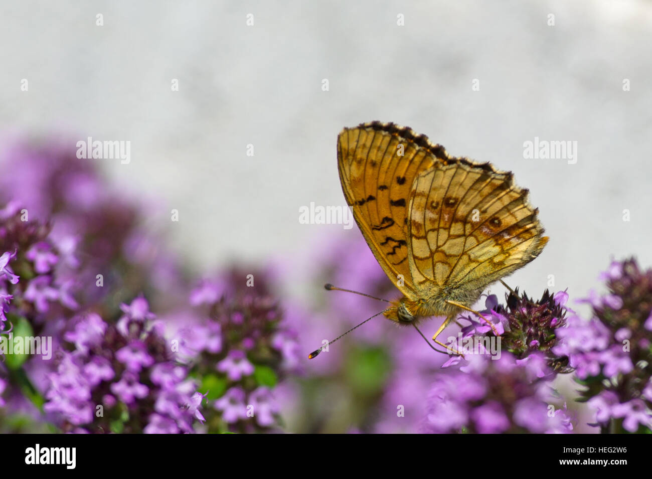 The beautiful Lesser Marbled Fritillary Butterfly (Brenthis ino) on flowering Lemon thyme with a gray defocused background Stock Photo