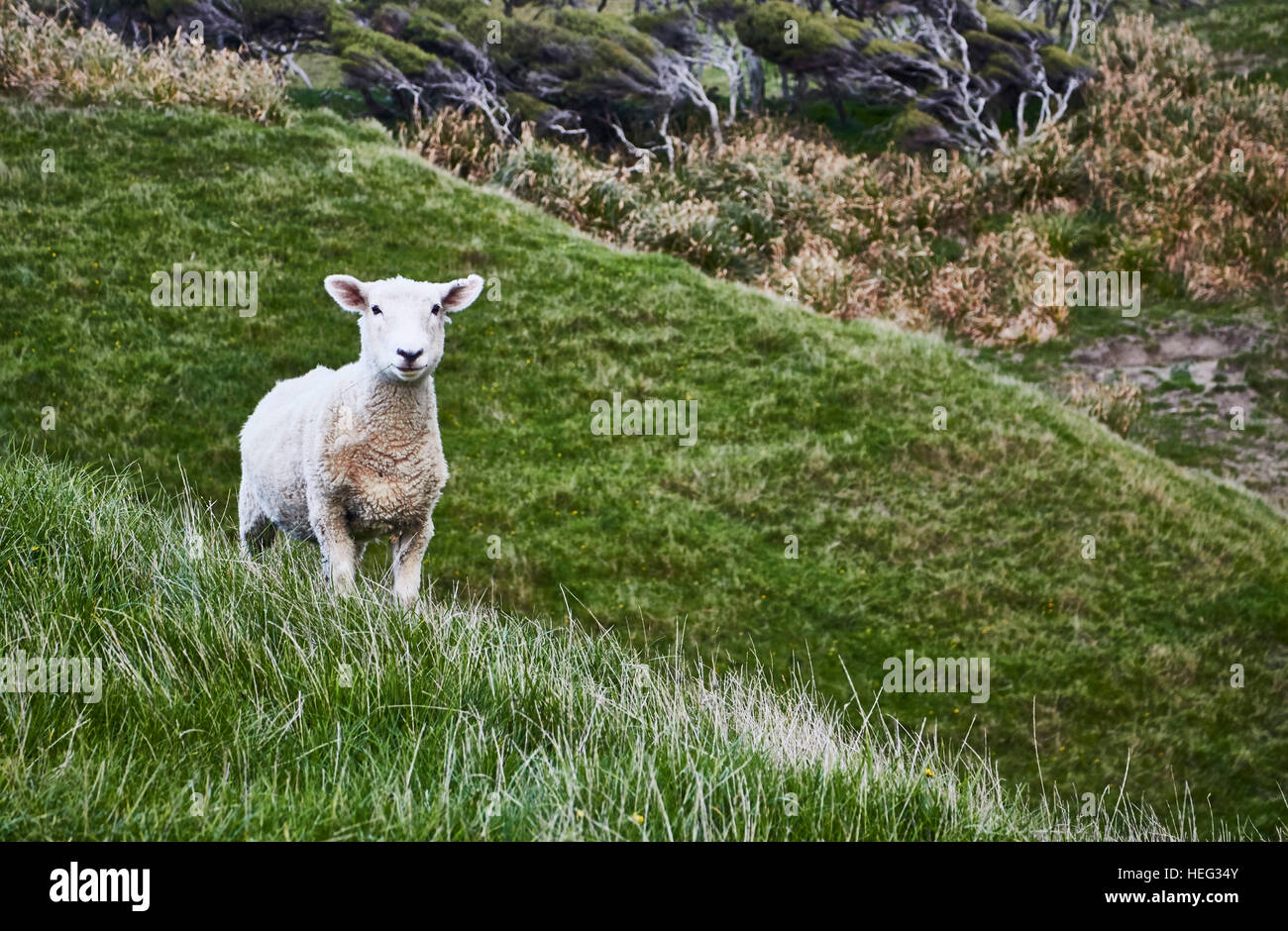 New Zealand, south island, sheep looks in the direction of the camera, on green hill Stock Photo