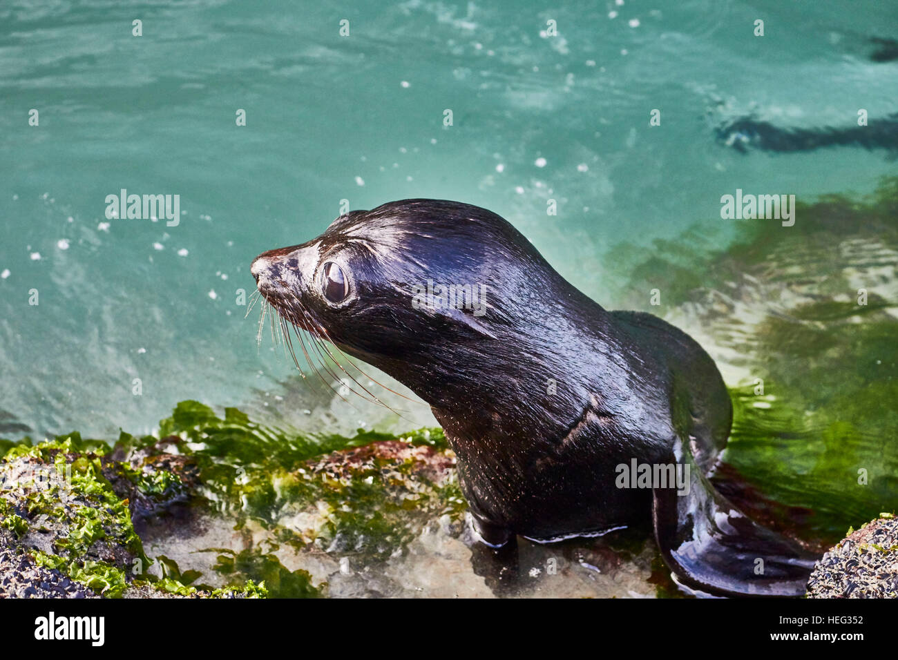 New Zealand, south island, Wharariki, local young fur seal in the water, young animal Stock Photo