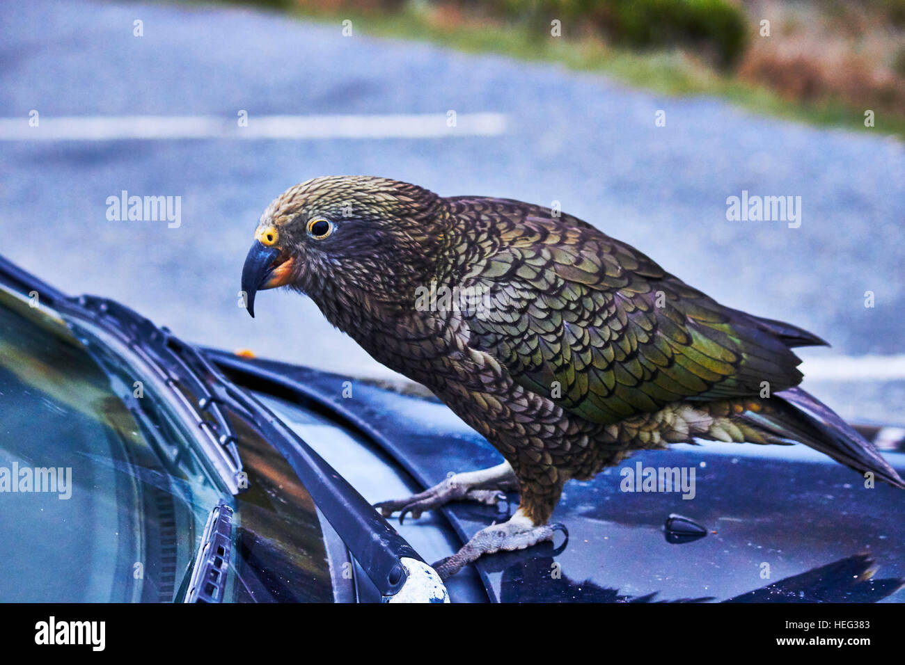 New Zealand South Island Kea Mountain Parrot Examines Car Curious Stock Photo Alamy