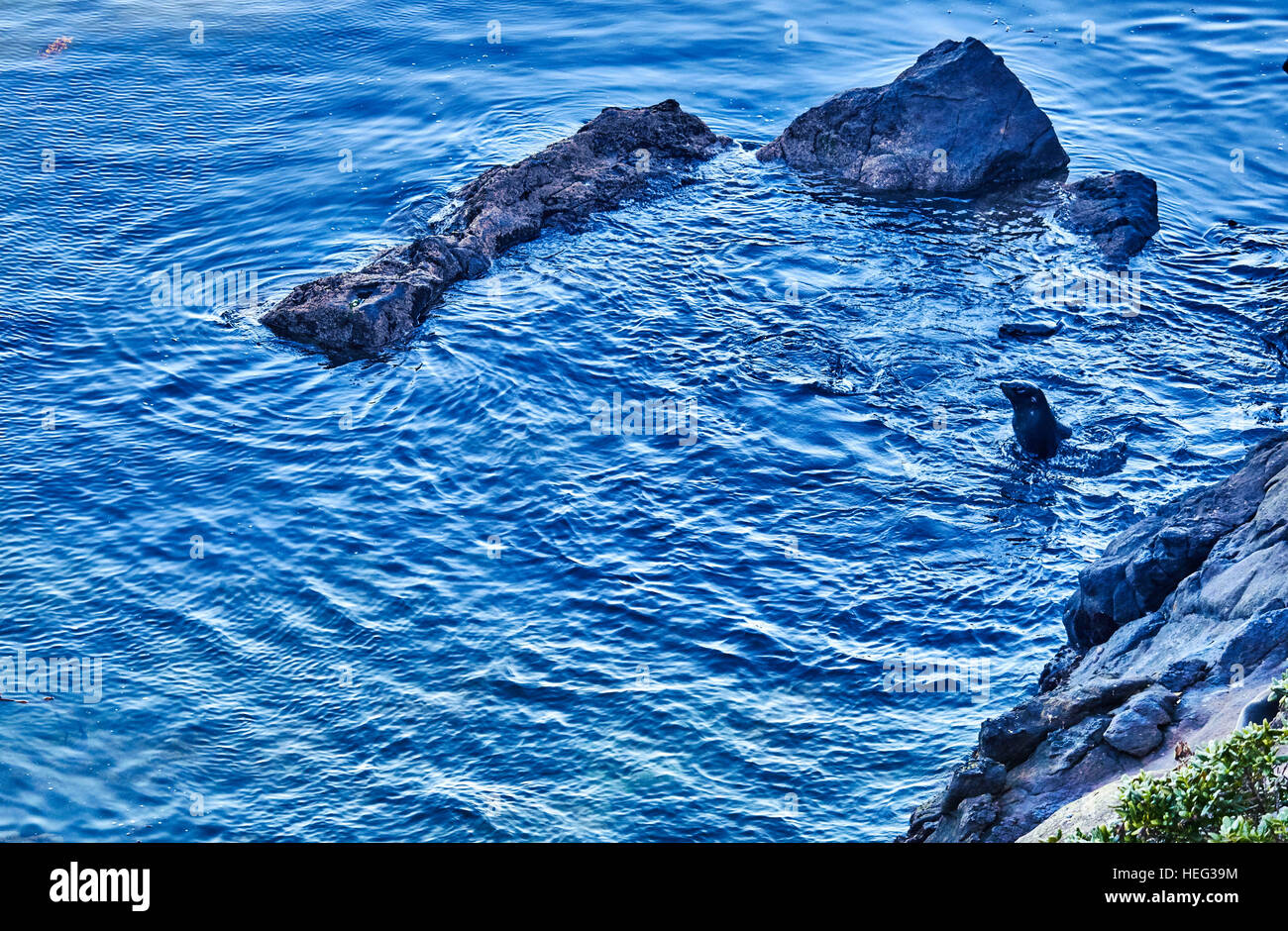 New Zealand, south island, seal swims in the sea, deep blue water, local fur seal, rock rise from the water Stock Photo