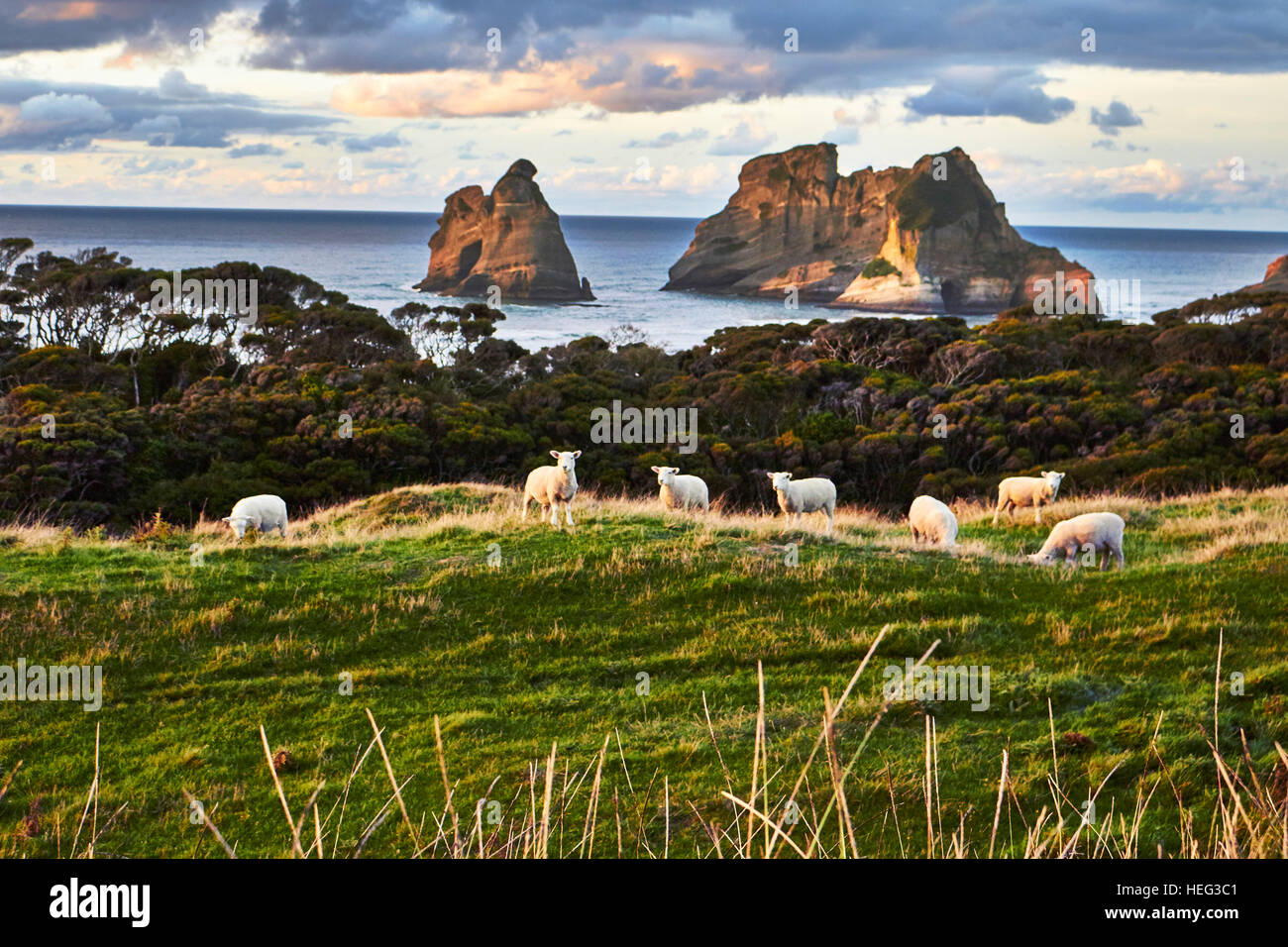 New Zealand, Puponga, Wharariki, sheep on green hill, sea and rock in the background Stock Photo